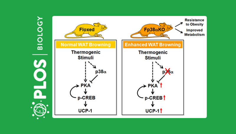 应浩研究组发现p38α在白色脂肪米色化过程中的功能与作用机制