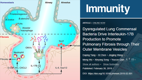 钱友存研究组发现紊乱的肺部微生态通过调控白介素-17B的表达促进肺纤维化病理发生新机制