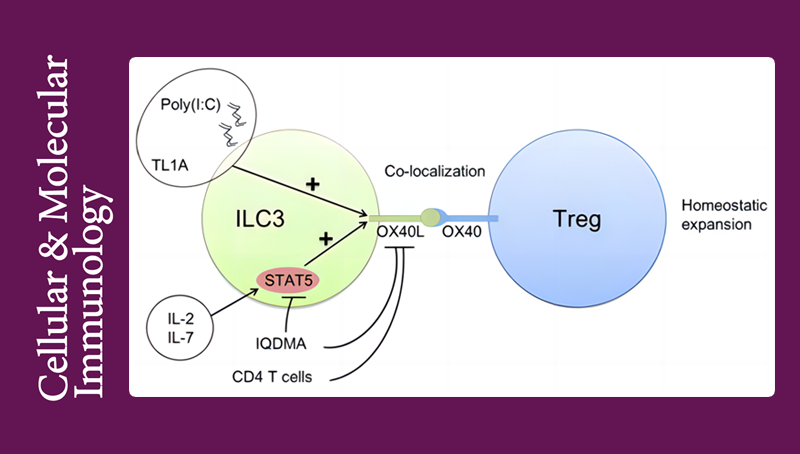 邱菊研究组发现ILC3来源的OX40L对肠道Treg稳态维持的重要作用