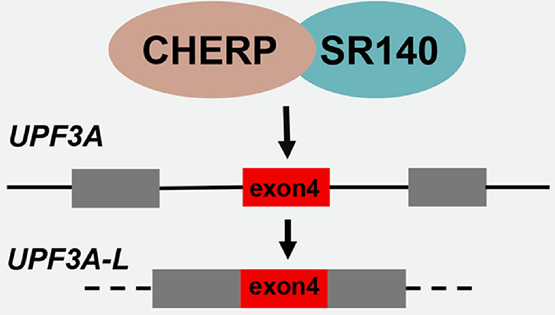 冯英研究组发现U2相关剪接蛋白CHERP和SR140在结直肠癌中的重要功能与机制