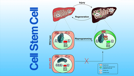 李亦学研究组合作揭示损伤再生中肝细胞可塑性的分子基础
