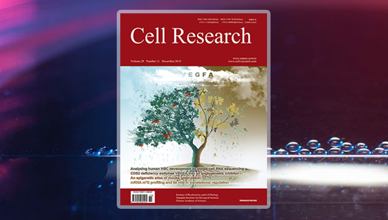 潘巍峻研究组发现VEGFA信号通路在血管稳态调控过程中的两面性