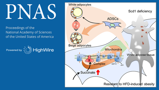 PNAS│时玉舫/王莹研究组发现脂肪前体细胞分化命运的重要调控机制