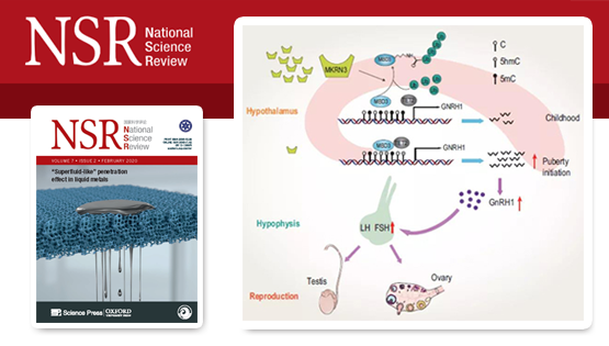 李亦学研究组合作发现泛素信号调控哺乳动物青春期发育起始表观遗传学机制以及中枢性性早熟发病机理