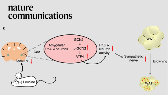郭非凡研究组发现中枢杏仁核感应氨基酸调控白脂褐脂化的新机理