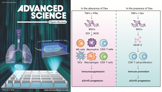 营养与健康所王莹、时玉舫研究组发现糖皮质激素干扰MSCs免疫抑制功能的新机制
