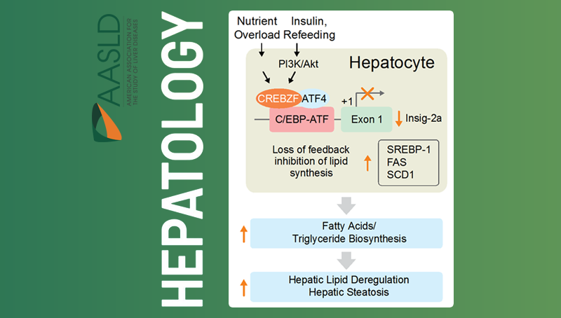 李于研究组发现治疗非酒精性脂肪肝合并胰岛素抵抗的新靶点