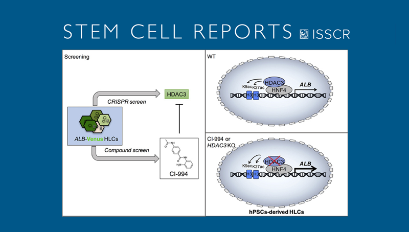 丁秋蓉与邵振研究组合作发现人多能干细胞肝向分化的关键调控因子
