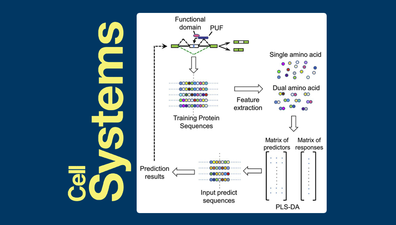 王泽峰研究组构建RNA结合蛋白的剪接调控作用预测模型