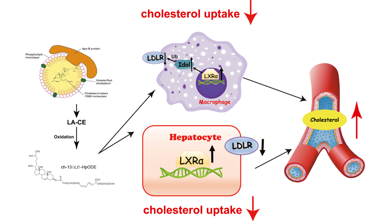尹慧勇研究组发现内源性胆固醇酯氧化产物影响胆固醇水平的新机制