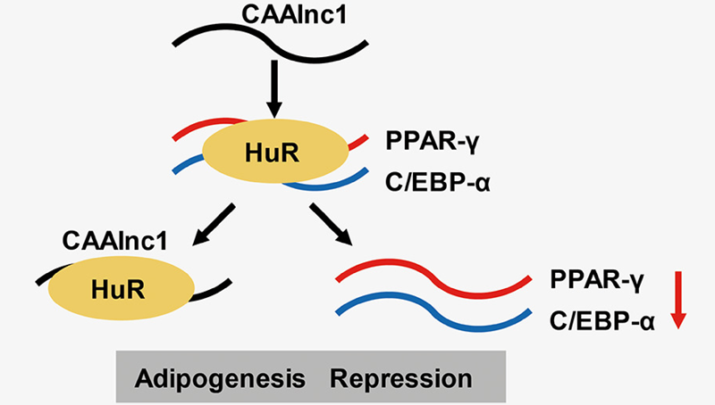 冯英研究组合作发现lncRNA CAAlnc1调控癌性恶病质脂肪丢失的功能及作用机制