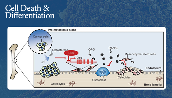 王莹、时玉舫研究组合作发现p53通过调控OPG影响间充质干细胞成骨分化以及肿瘤相关骨骼重塑的新机制