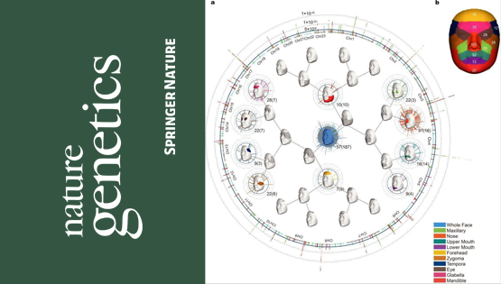 复旦大学、中科院团队最新成果：揭示东亚面部独特性遗传进化机制
