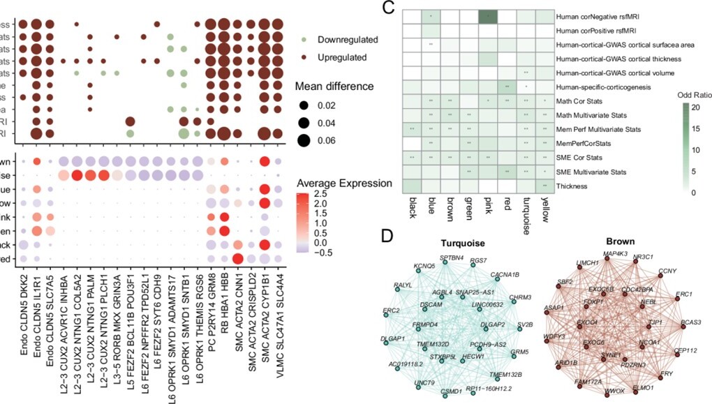 营养与健康所王光中研究组发现与学习障碍和情景记忆活动有关的人脑特异细胞群