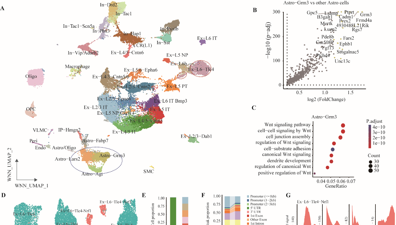营养与健康所靳文菲研究组发布单细胞多模态数据库并发现新细胞亚群