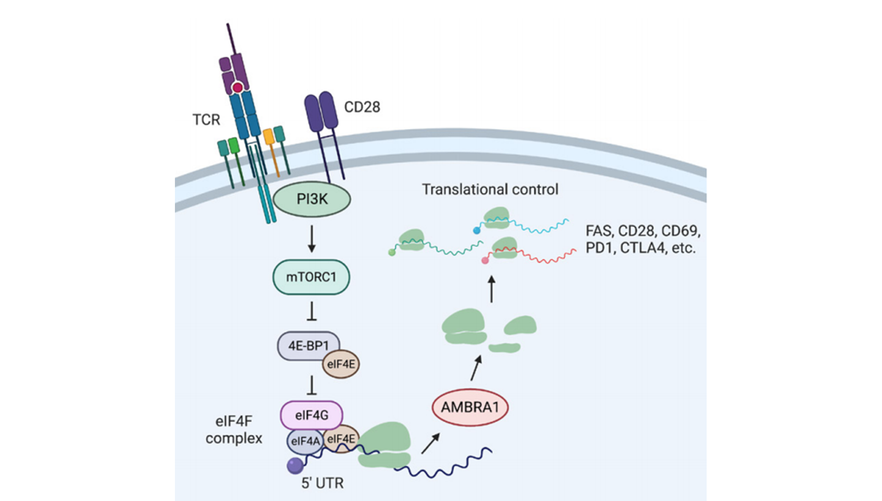 营养与健康所姚依昆研究组合作发现在翻译水平调控T细胞死亡的关键因子