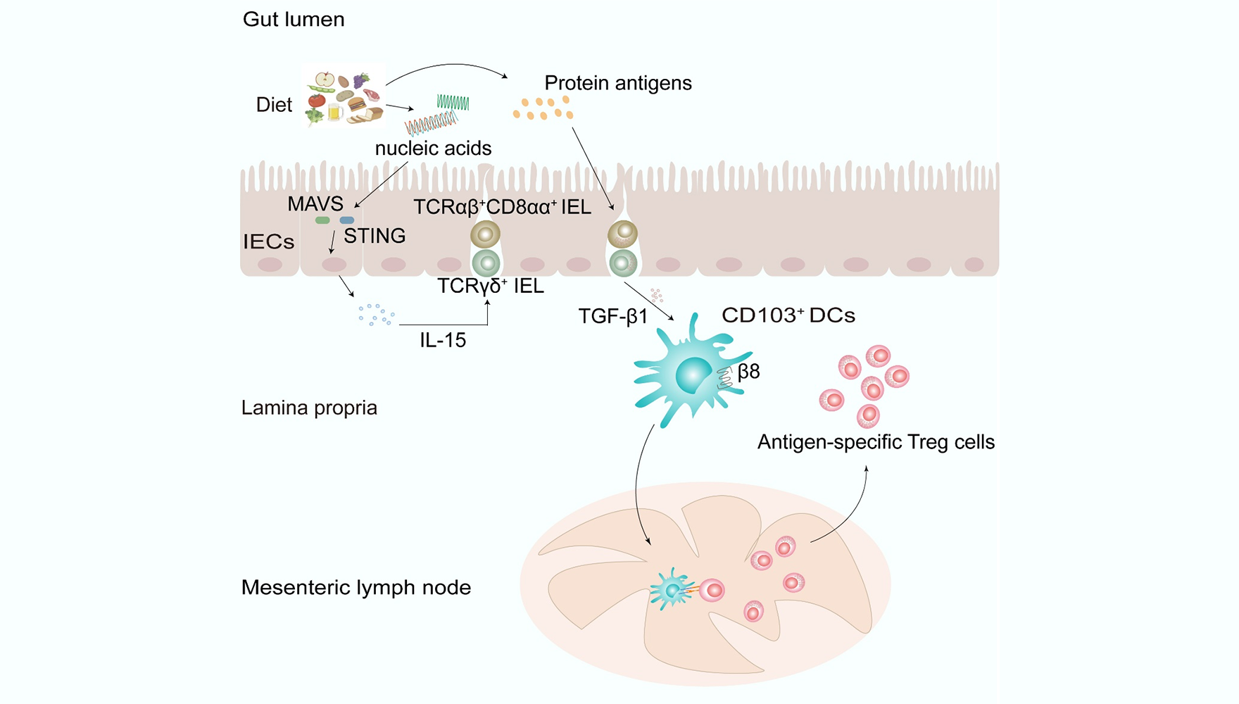 营养与健康所钱友存研究组发现饮食来源核酸的促口服耐受作用