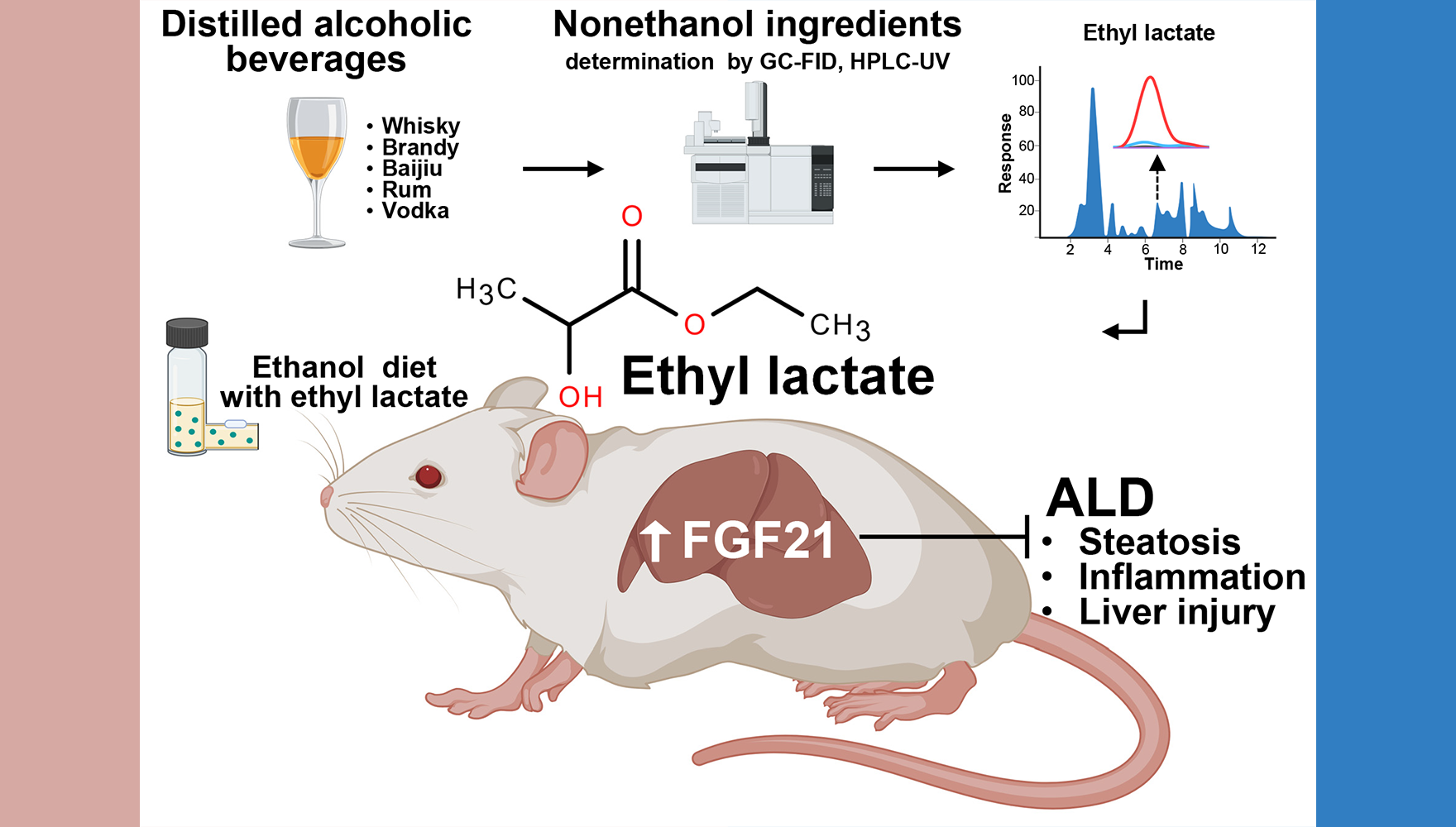 营养与健康所李于研究组合作发现小分子化合物乳酸乙酯通过激活FGF21改善肝损伤与酒精相关性肝病