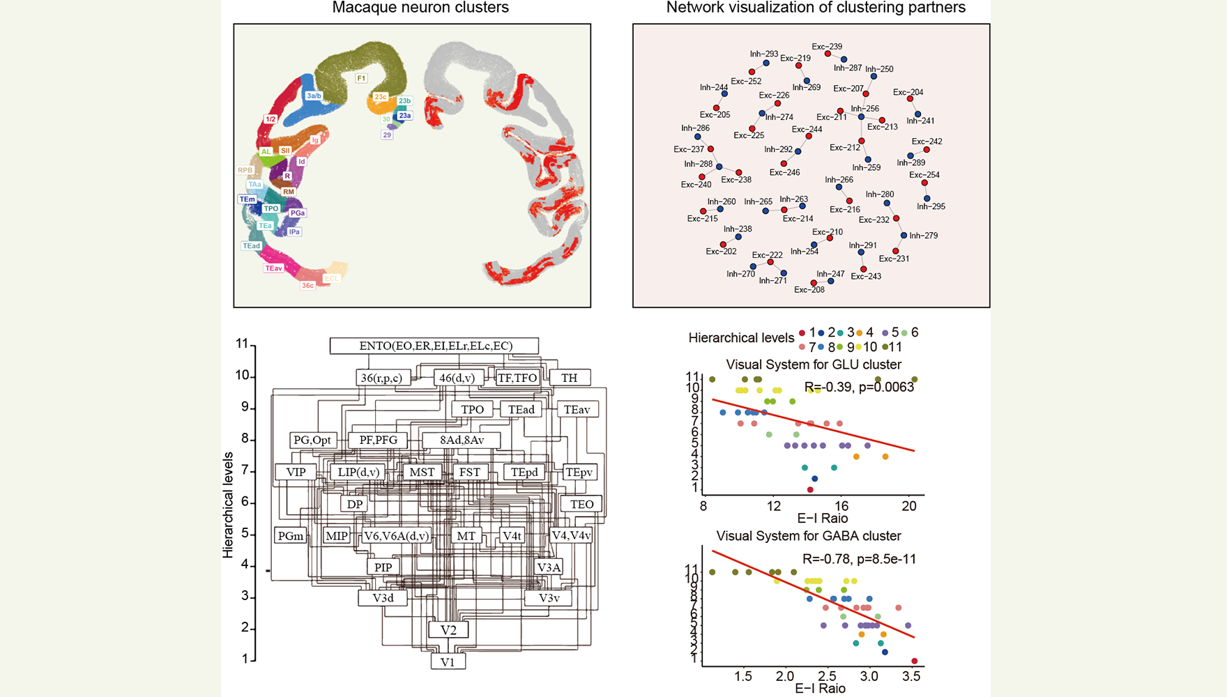 营养与健康所王光中研究组揭示单细胞水平上灵长类大脑皮层的微观组织原理