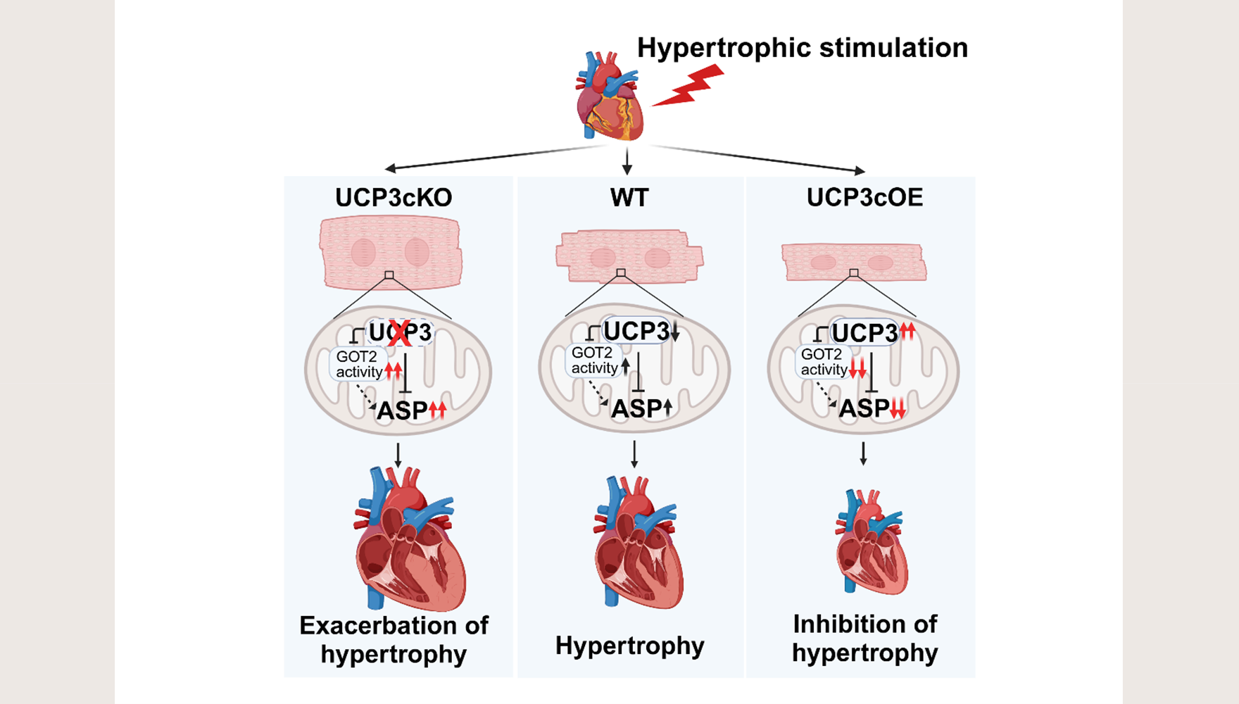 营养与健康所杨黄恬研究组合作揭示线粒体解偶联蛋白3通过调控天冬氨酸代谢抑制病理性心肌肥厚