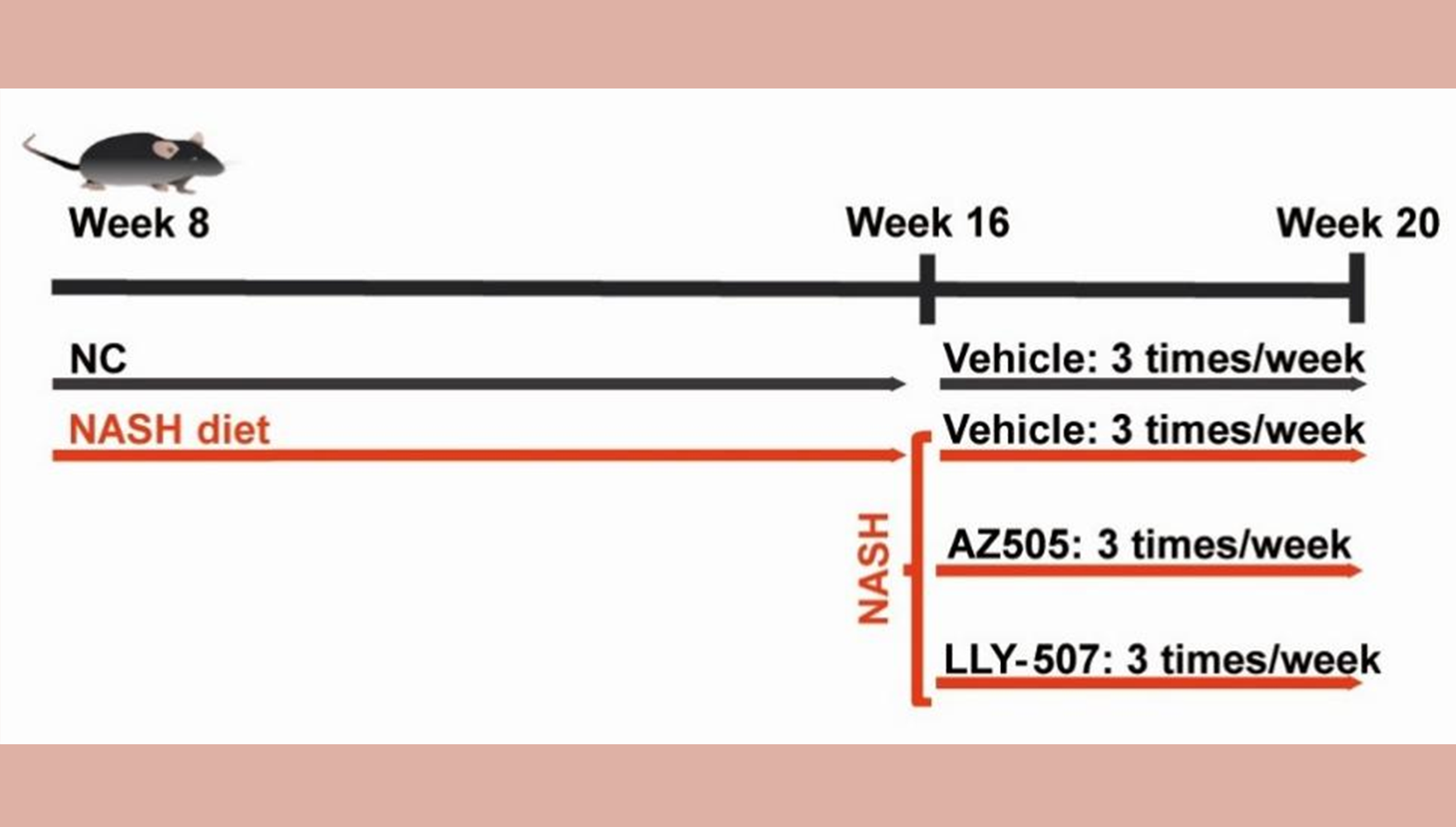 营养与健康所陈雁研究组发现蛋白甲基转移酶SMYD2抑制剂对非酒精性脂肪性肝炎（NASH）的疗效不佳
