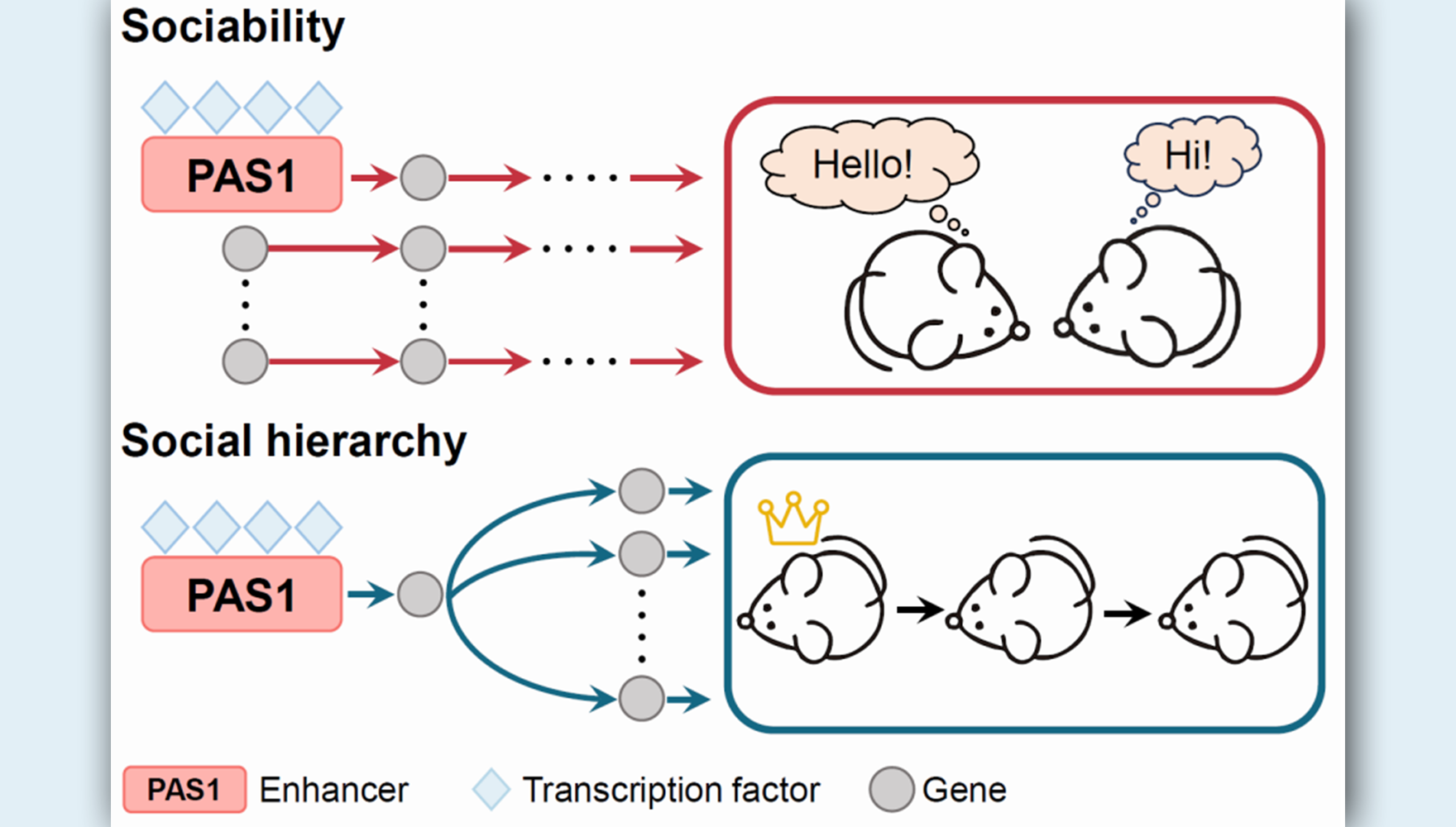 李海鹏研究组揭示社交能力与社会分化的形成在遗传上是解耦合的