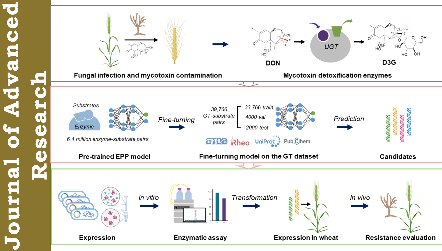 营养与健康所武爱波研究组基于计算模拟发现呕吐毒素降解新型糖基转移酶