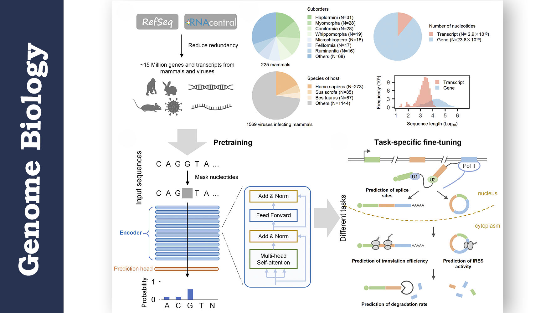 营养与健康所生物医学大数据中心合作开发RNA基础语言模型LAMAR