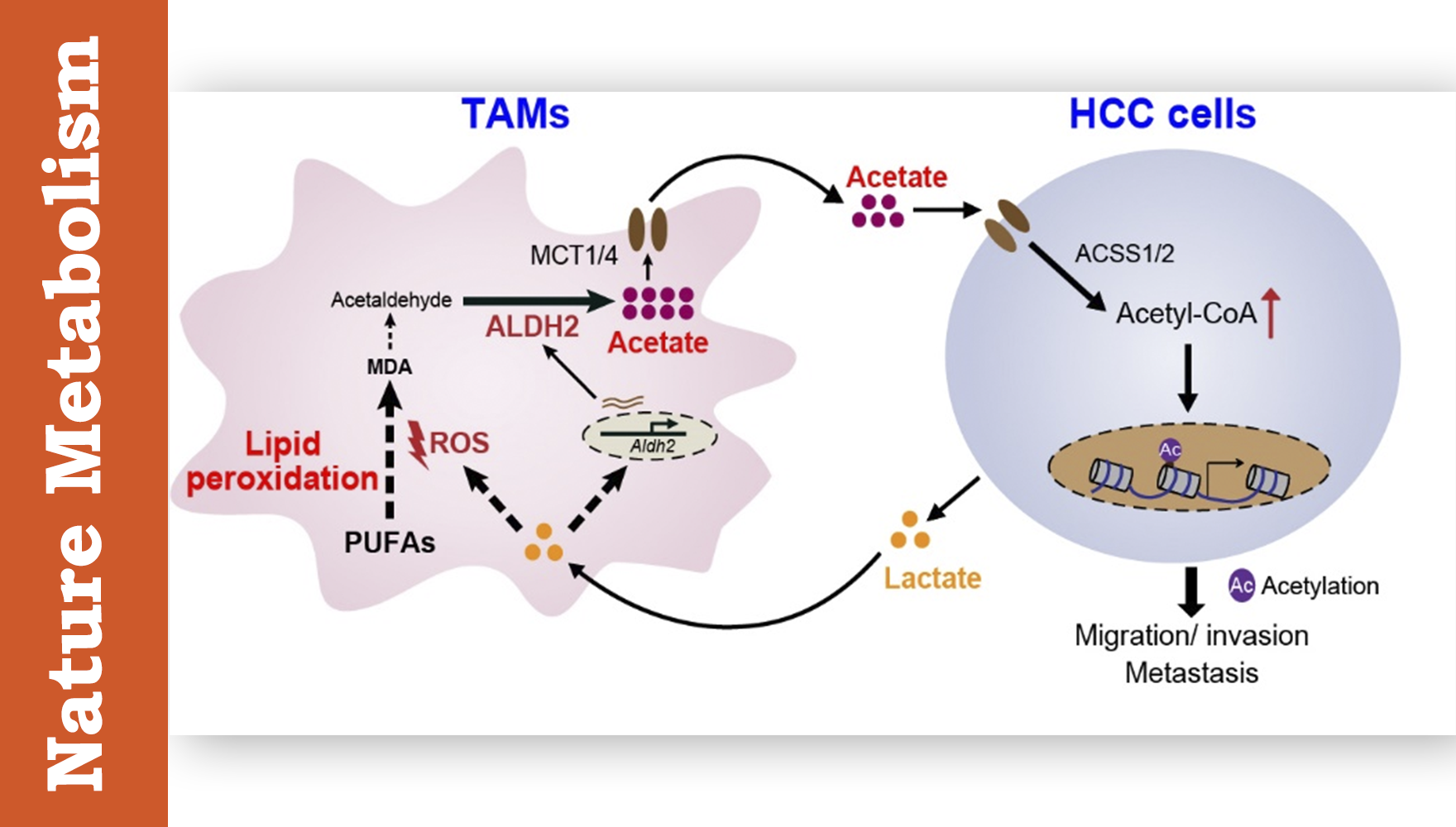 营养与健康所鲁明研究组合作发现癌细胞与肿瘤相关巨噬细胞代谢互作促进肝癌转移新机制
