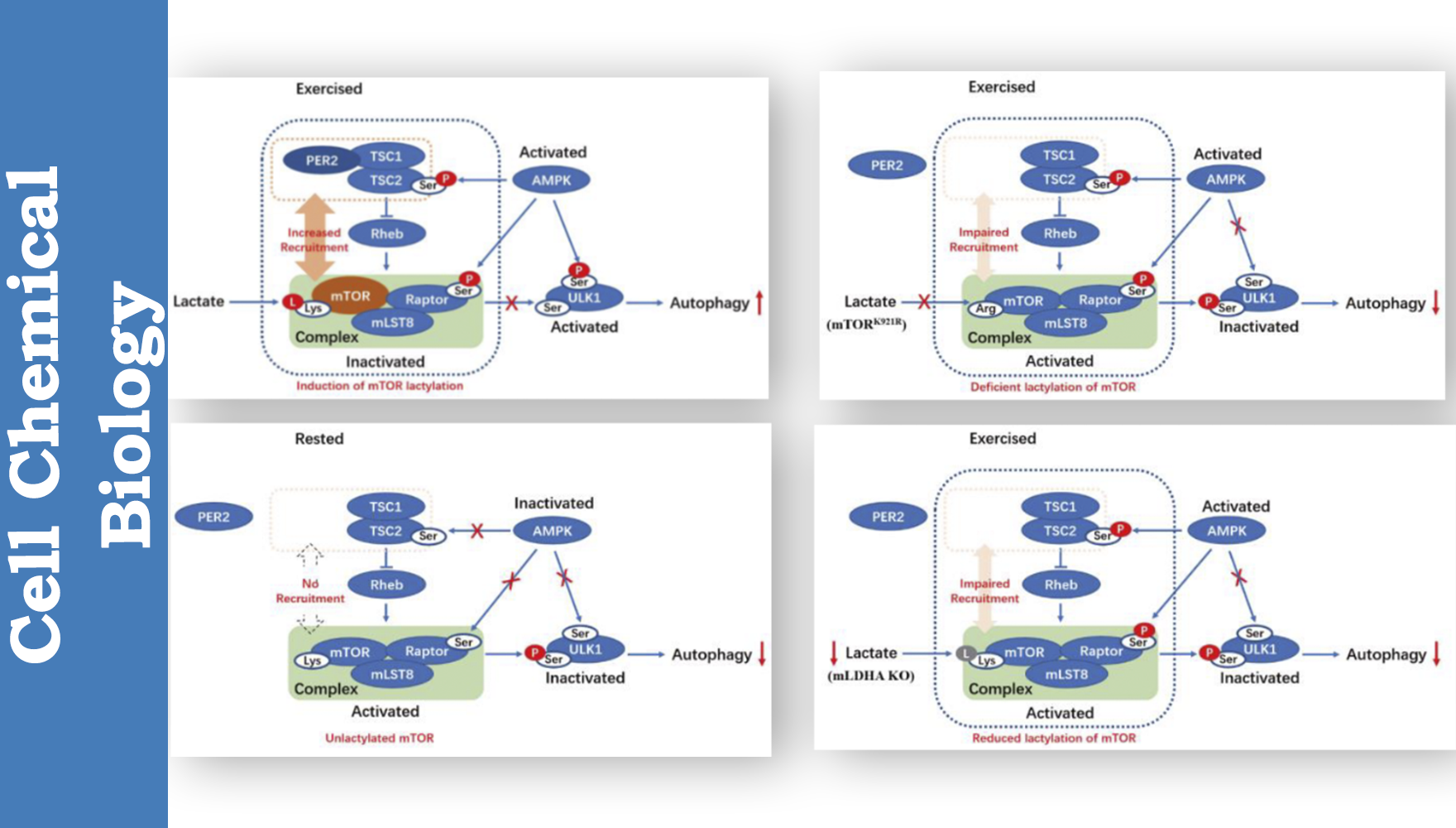 营养与健康所应浩研究组合作揭示运动促进肌肉健康新机制