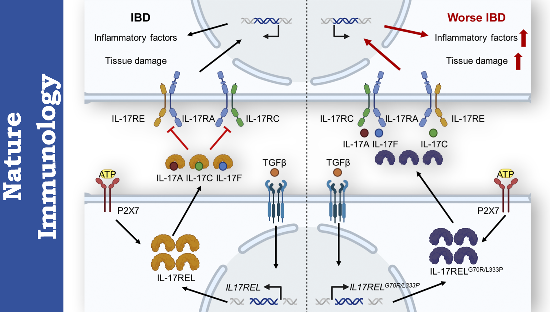 营养与健康所钱友存研究组揭示天然“诱饵受体”治疗炎症性肠病新机制