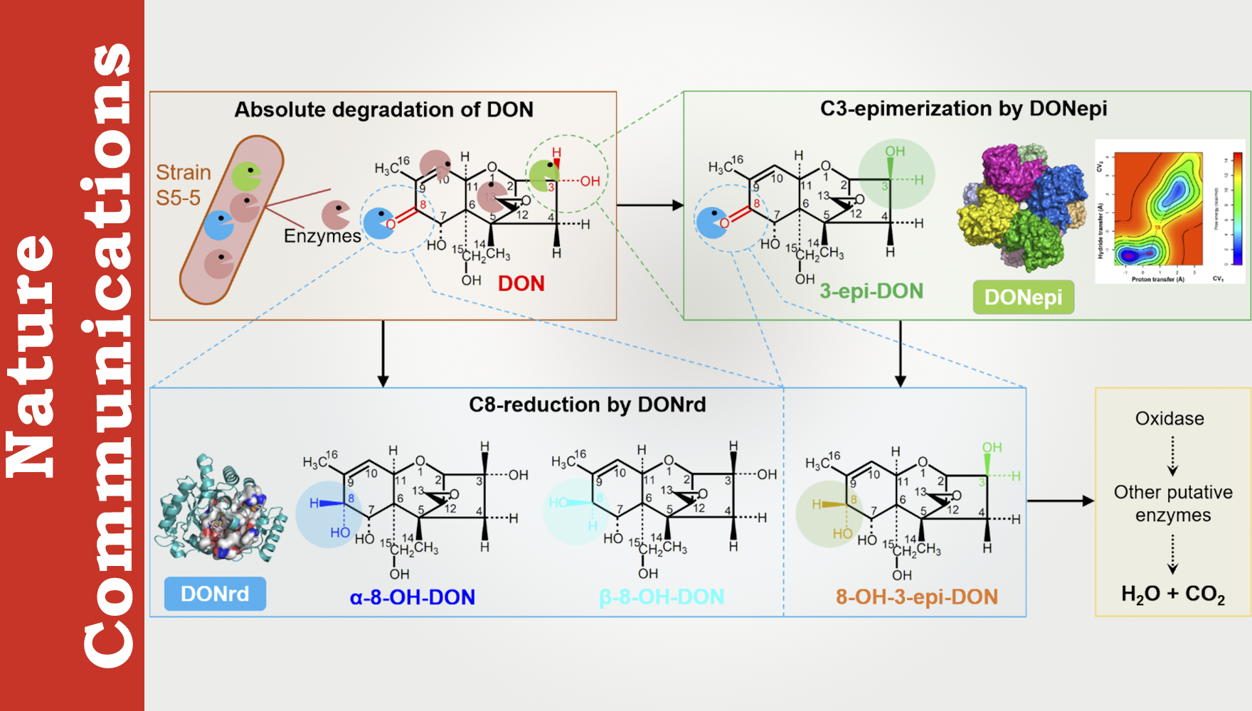 营养与健康所武爱波研究组合作破解真菌毒素DON完全降解难题
